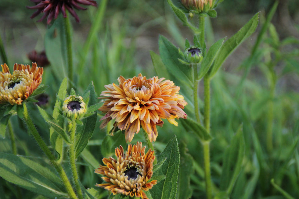 Miniature : Rudbeckia "Sahara"