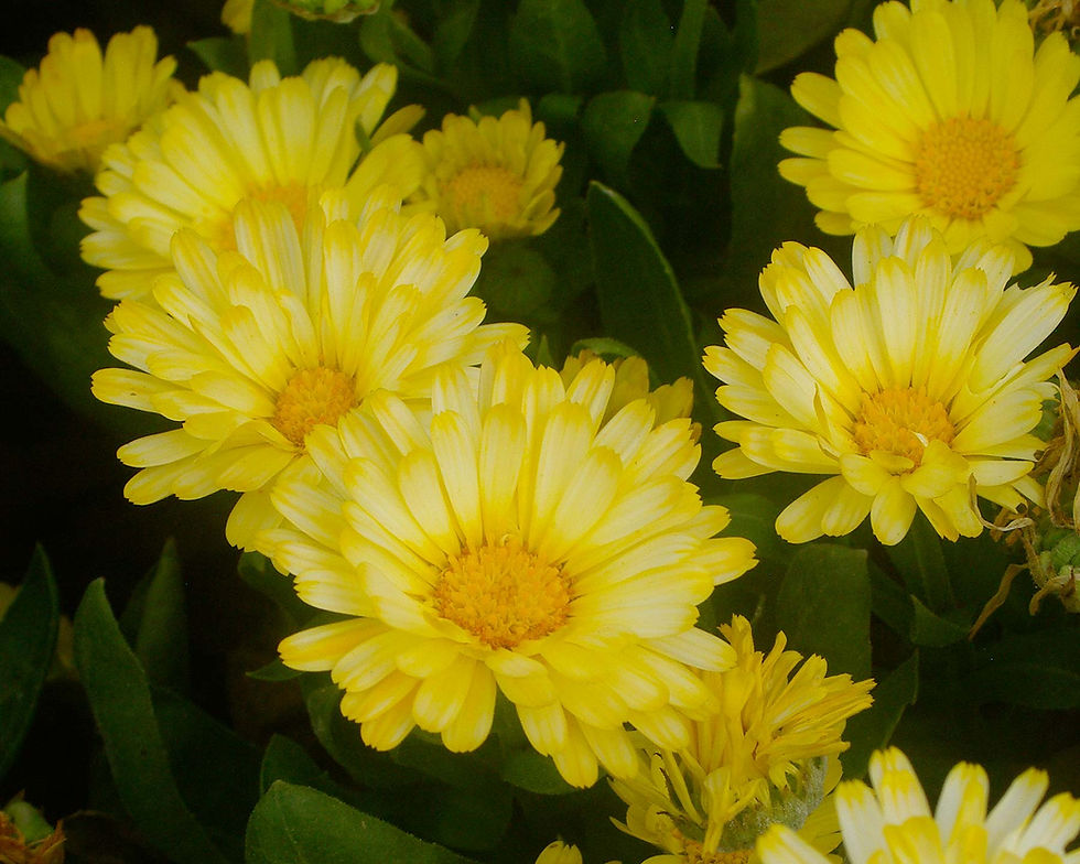 Miniature : Calendula "Lemon Pastel" BIO