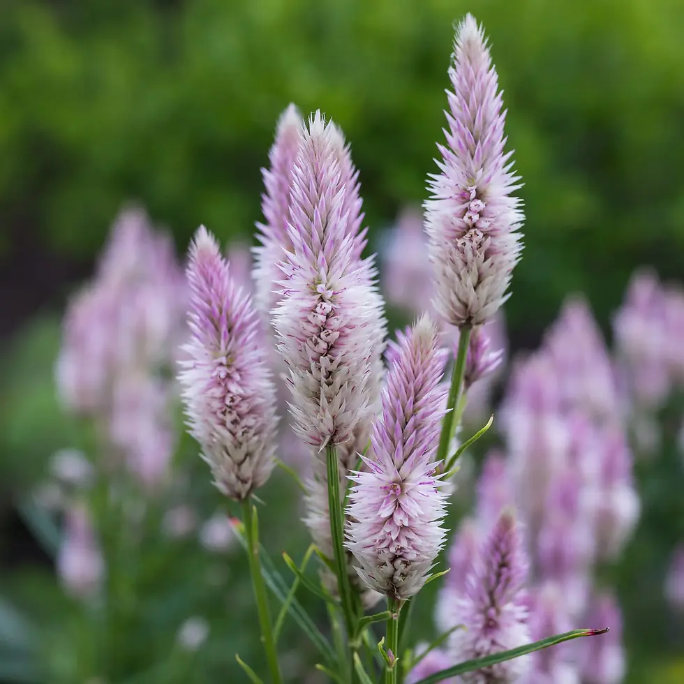 Miniature : Célosie "Flamingo" BIO