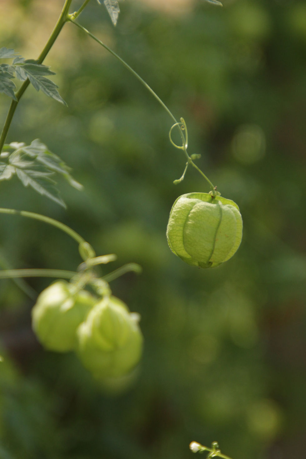 Miniature : Pois de Coeur BIO
