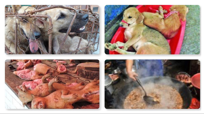 玉林狗肉節將至,身在香港的我們可以做甚麼?