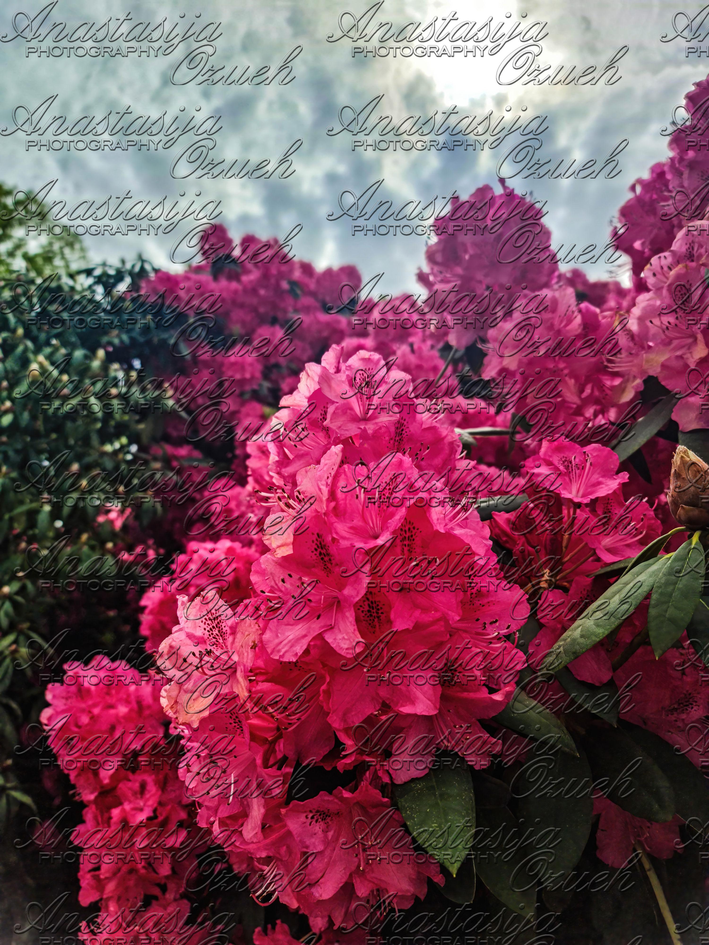 Neon Pink Azalea 2024 - 6 Downloadable Digital Photos