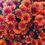 Thumbnail: Orange Chrysanthemums 2 - 2025 - 4 Downloadable Digital Photos