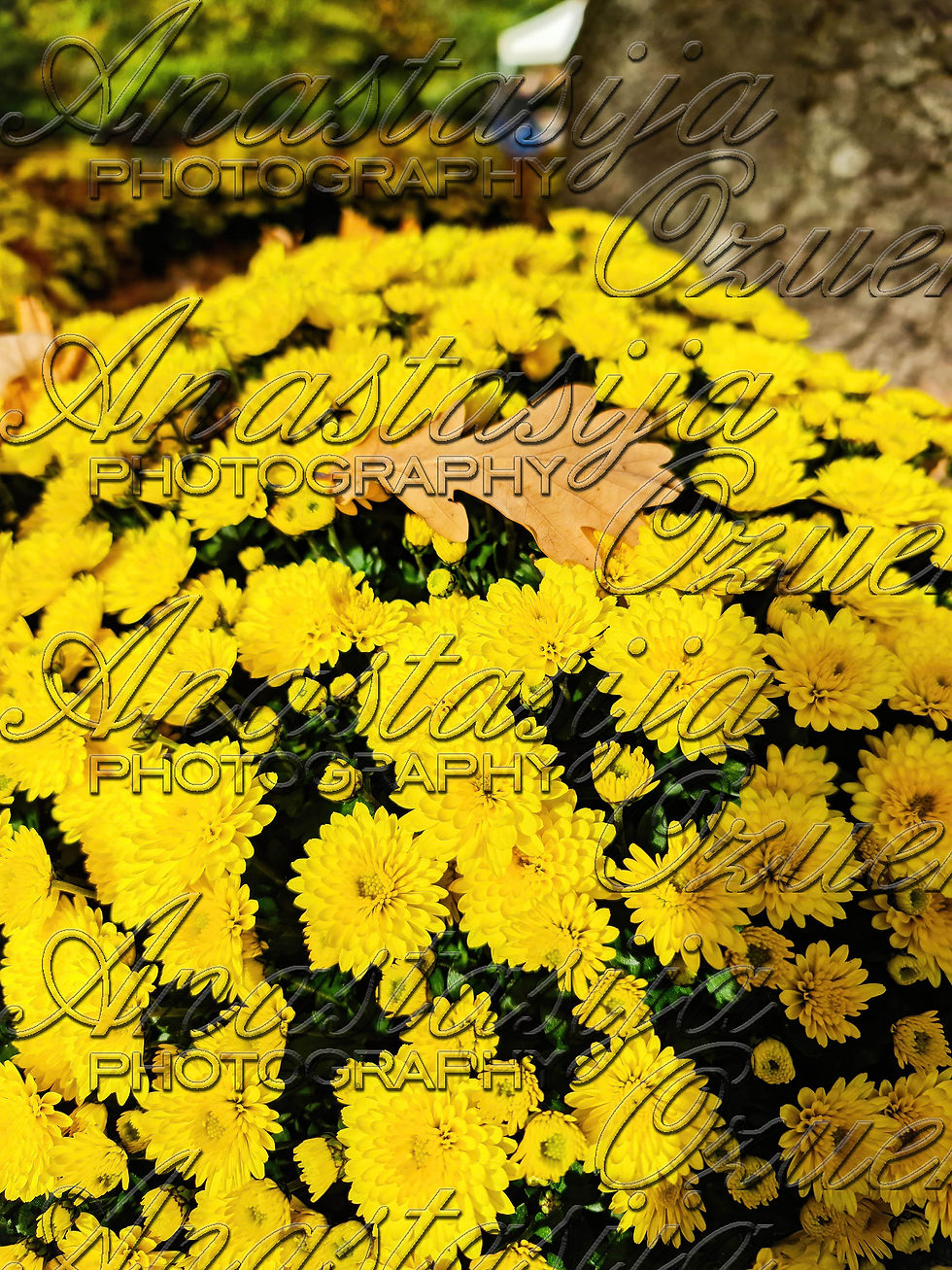 Thumbnail: Yellow Chrysanthemums - 2025- 4 Downloadable Digital Photos