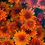 Thumbnail: Orange Chrysanthemums 3 - 2025 - 2 Downloadable Digital Photos