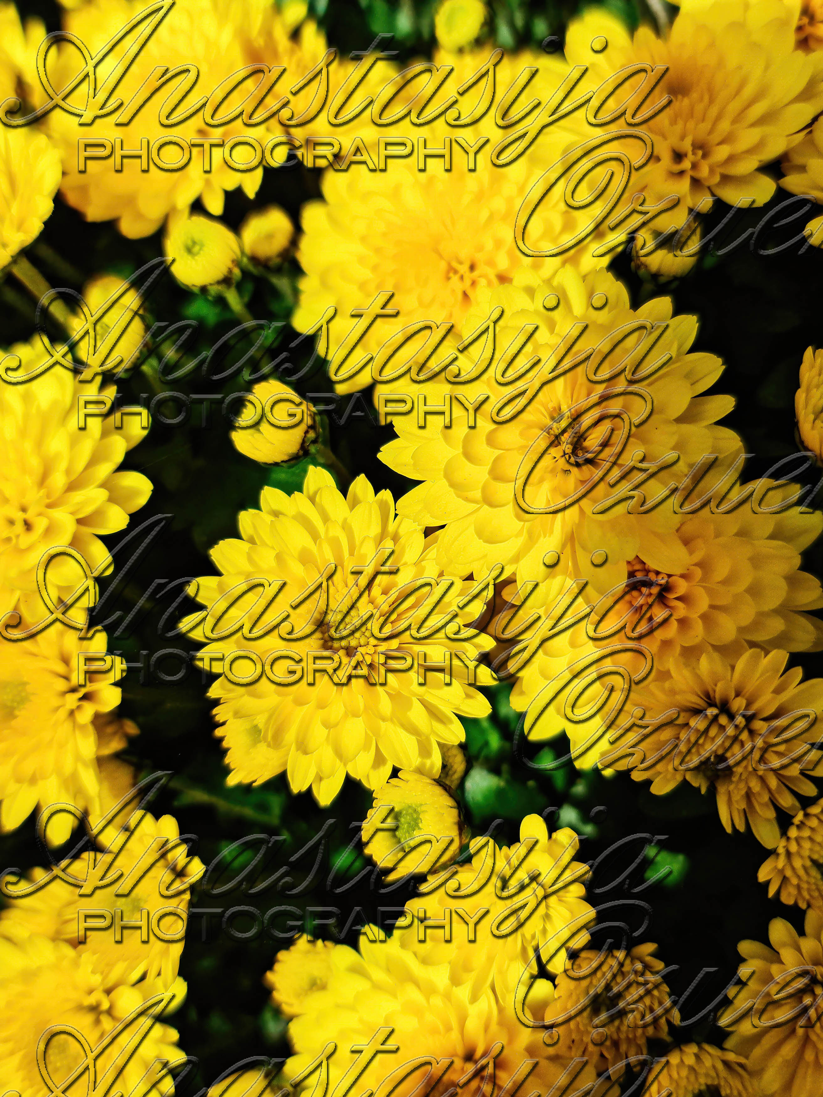 Yellow Chrysanthemums - 2025- 4 Downloadable Digital Photos