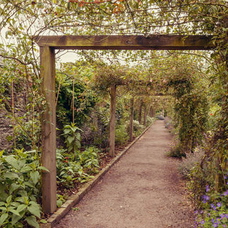 Pathway at Blarney Castle with flowers overhead