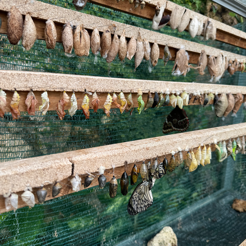 Rows of butterfly cocoons at various stages