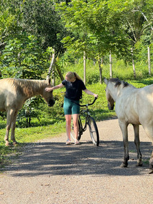 Walking through horses on the property