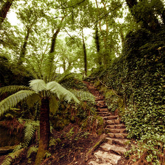 The Fern Garden at Blarney Castle