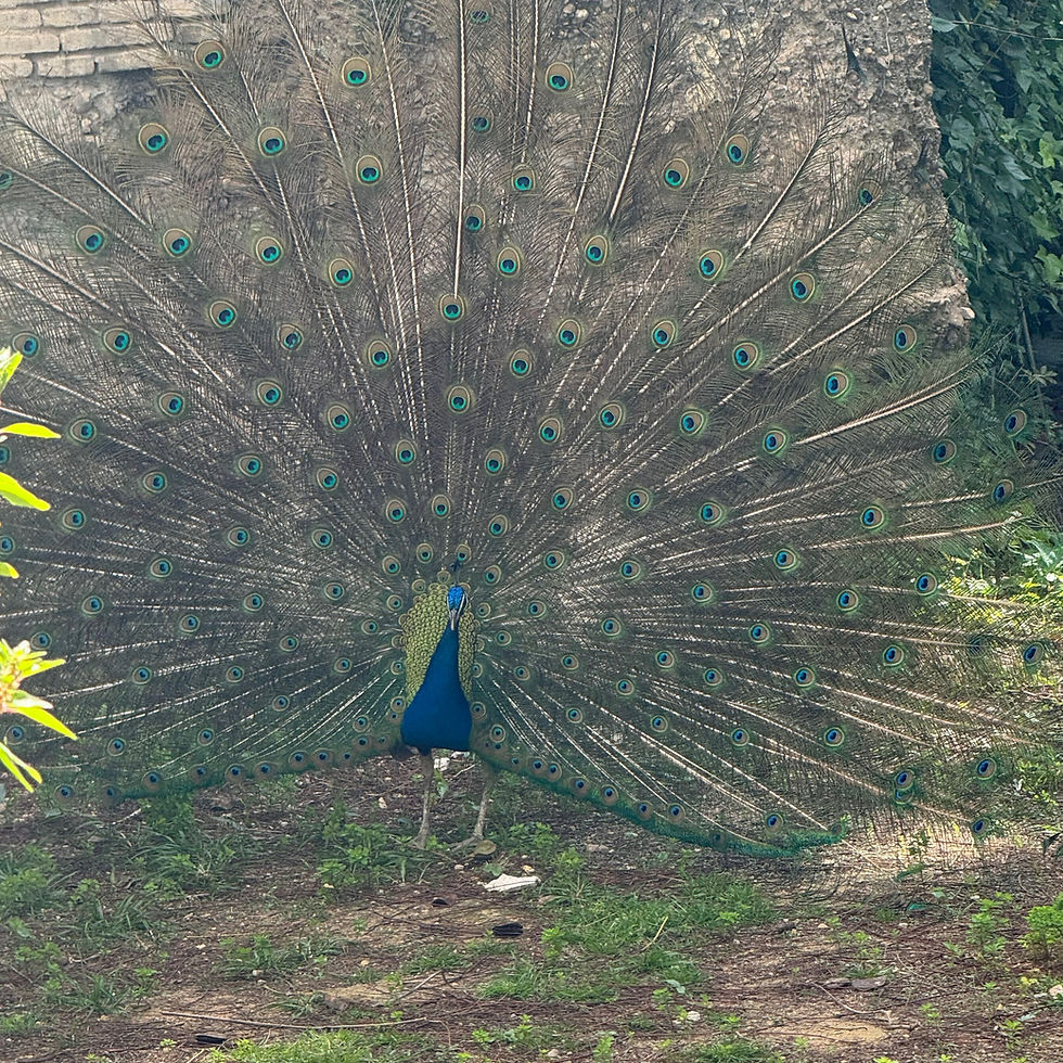 A peacock seen from th ebalcony of Hotel Alcazar