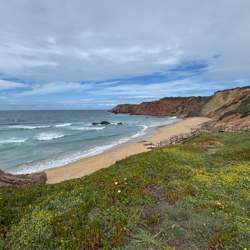 A field of wild flowers and grass leading up to a beach