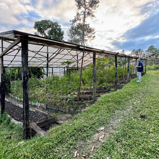 Blancaneaux Lodge's Garden
