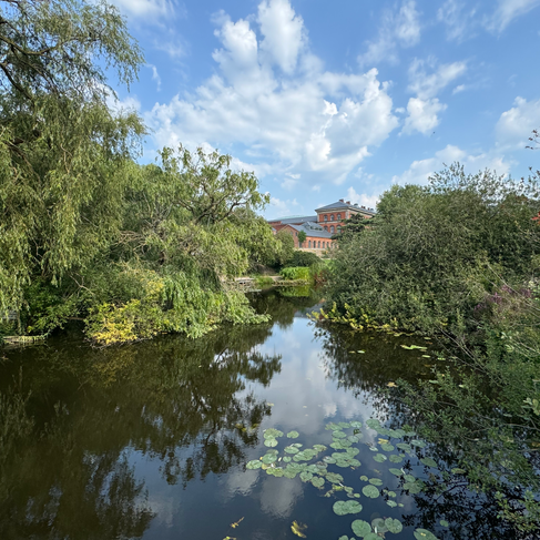 A pond with lily pads in a park surrounded by trees