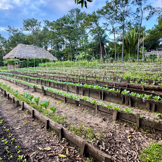 Blancaneaux Lodge's Garden