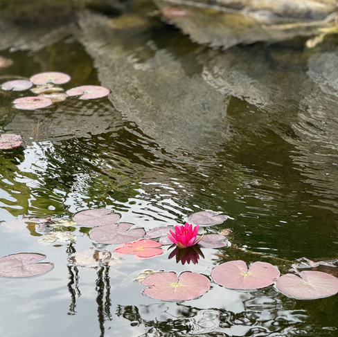 A pink lotus with lily pads in a pond