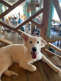 Bambuda Bocas Town Dog in Bocas del Toro, Panama