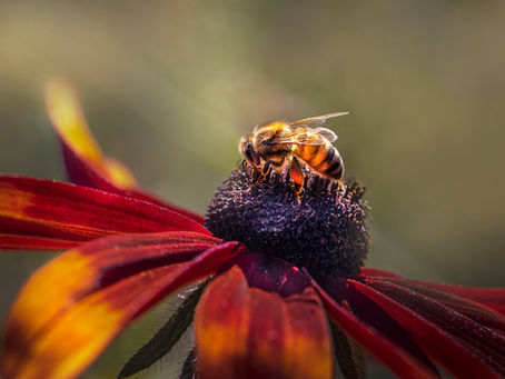 LENT REFLECTION - DAY 7