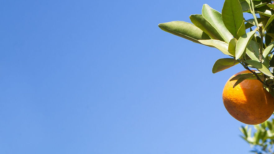 Untitled design (2).jpg