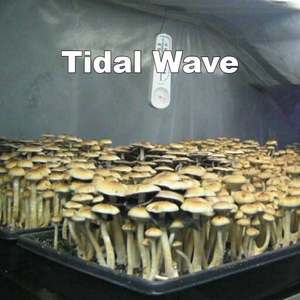Tidal Wave Spore Syringe (P. Cubensis)