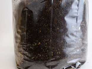 Coco Coir: The Secret to Successful Mushroom Cultivation