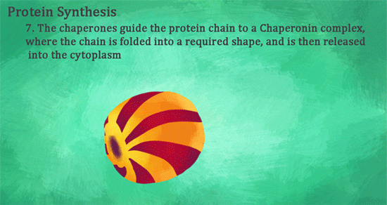 Protein Synthesis