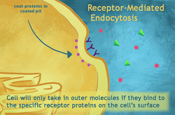 Receptor Mediated Endocytosis