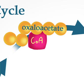 Calvin Cycle