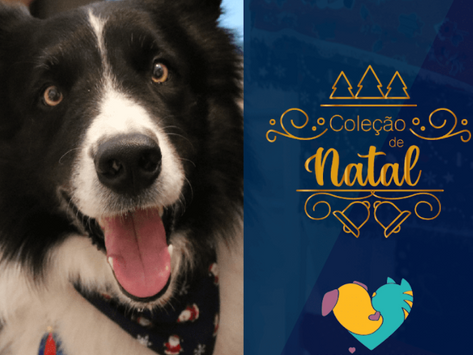 Luke do dia: The business dog 