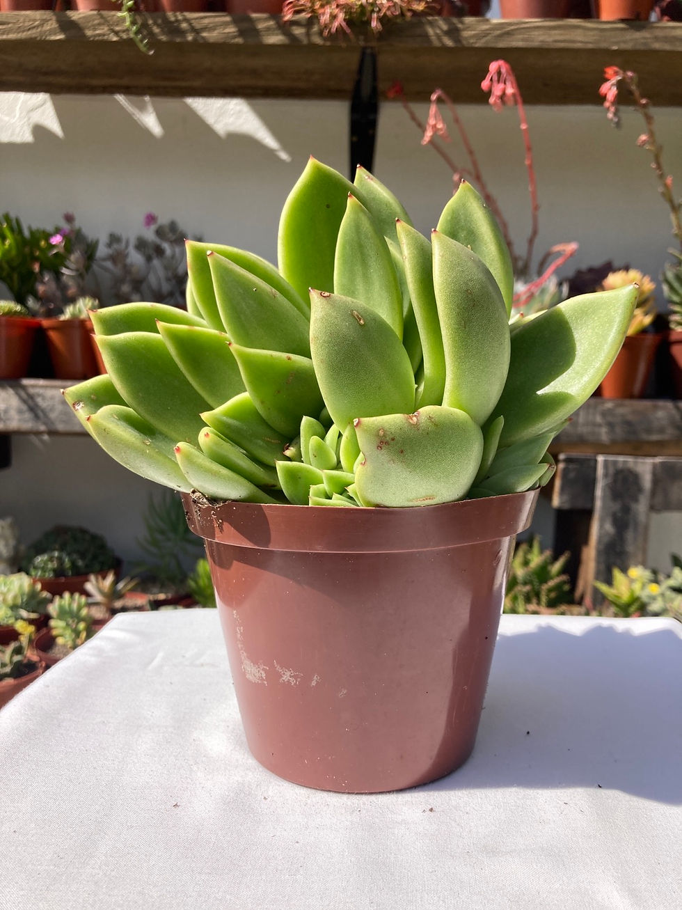 Echeveria Molded wax agave Room Outside Nursery