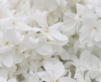 lilacs-4250869_1280.jpg