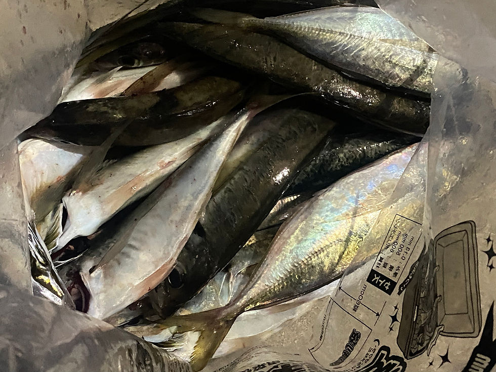 この日のお一人様の釣果です