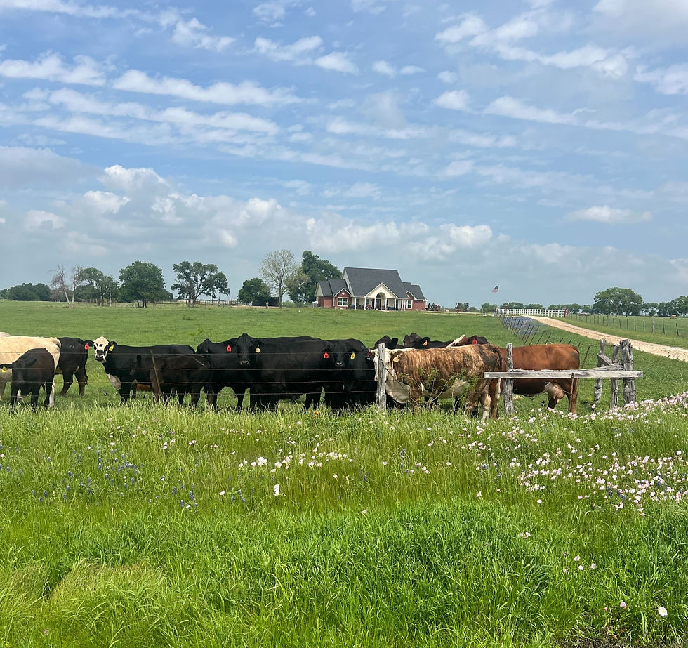 Cows in a field