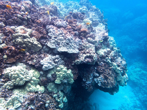 Four Ways to #UNLITTERTheReef