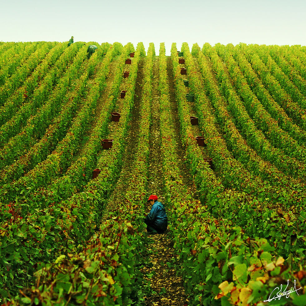 Harvest