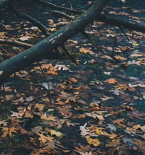 Fall Leaves