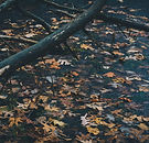 Fall Leaves