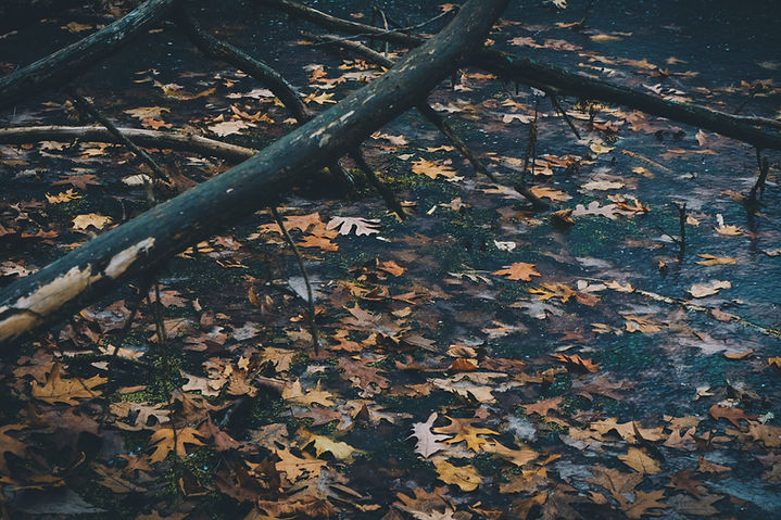 Fallen Leaves Scene