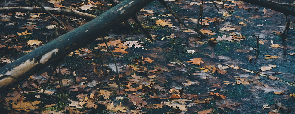 Fall Leaves