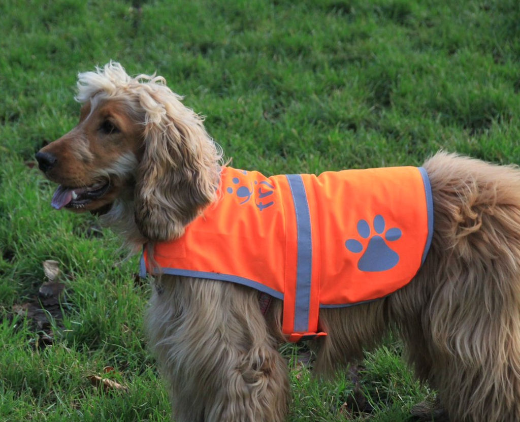 cocker spaniel dog jumper