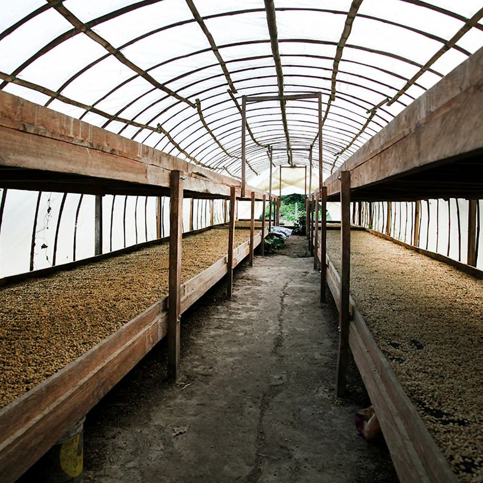 Thumbnail: Market Lane Coffee - Canta Ranas, Colombia