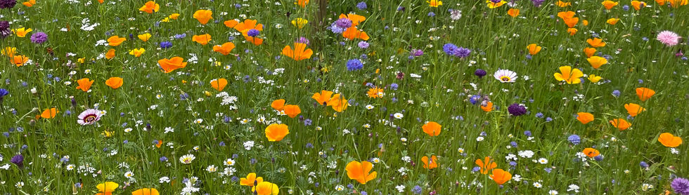 Prairie Fleurie réalisation Elysée 2