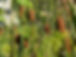 image00032.jpeg
