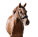 Schulpony Motte Deutsches Reitpony Dunkelfuchs Stute