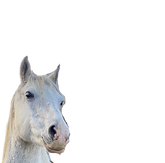 Schulpferd Amal Araber Schimmel