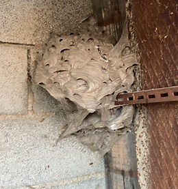 nid de guêpes Nimes Gard