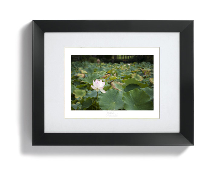 "Bloom" (Limited Edition of 25)