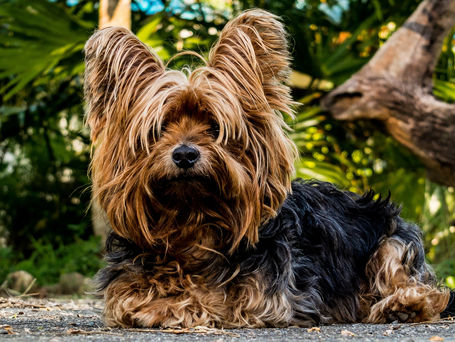What's that good boy's name?