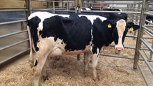 Whitland's latest dairy sale