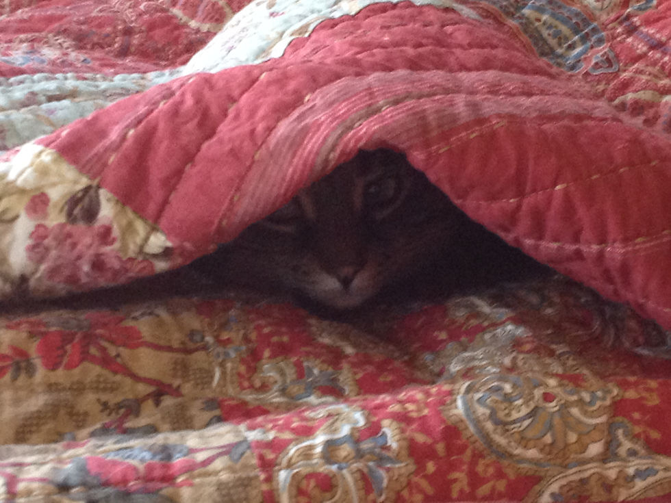 Latterly, Bea could be found 'lumping' on our bed.